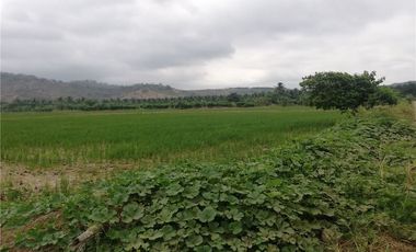 terreno arrocero de venta  en rocafuerte Manabi