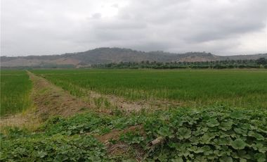 terreno arrocero de venta  en rocafuerte Manabi