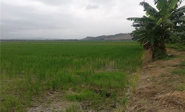 terreno arrocero de venta  en rocafuerte Manabi