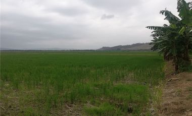 terreno arrocero de venta  en rocafuerte Manabi