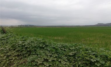 terreno arrocero de venta  en rocafuerte Manabi