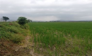 terreno arrocero de venta  en rocafuerte Manabi