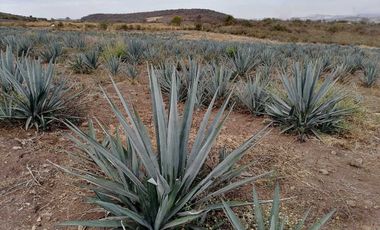 Terreno en venta al pie de carretera Ixlahuacán - Atequiza