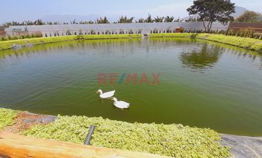 Huaral - Residencial Los Naranjos  Terrenos Para Casa De Campo.