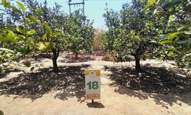 Huaral - Residencial Los Naranjos  Terrenos Para Casa De Campo.