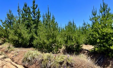 Sitio en venta en Loteo Fundo Boyeruca
