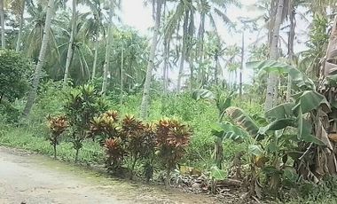 Camotes Land with Coconut Trees 2 Hectares