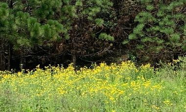 Venta  de Terreno en el Bosque de la Primavera En Jalisco Lote 1