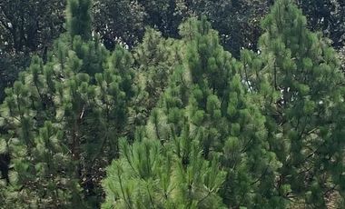 Venta  de Terreno en el Bosque de la Primavera En Jalisco Lote 1