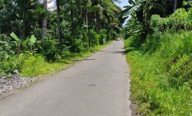 DIJUAL RUMAH CANTIK BISA JADI HOMESTAY DI KAWASAN WISATA