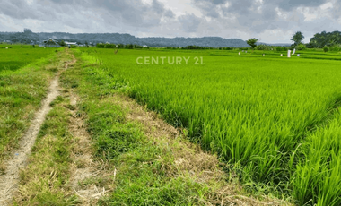 Tanah Sawah 1257m2 Di Bangunjiwo Cocok Untuk Usaha Kuliner
