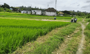 Tanah Sawah 1257m2 Di Bangunjiwo Cocok Untuk Usaha Kuliner