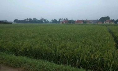 6405 M2 Tanah Sawah di Desa Bojongloa, Rancaekek, Kabupaten Bandung