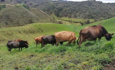 Finca en venta san Vicente Ferrer  vía concepción HSZ