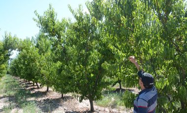 Finca 7 ha - General Alvear- Mendoza