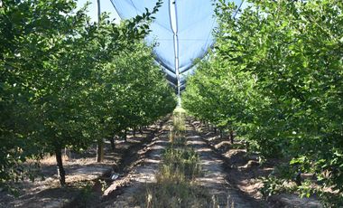 Finca 7 ha - General Alvear- Mendoza