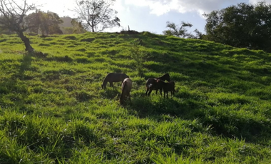 Se Vende Finca de 25 Hectáreas en La Unión de Azuero, Chepo