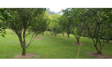 VENTA DE FINCA EN AMAG. SUROESTE ANTIOQUEÑO