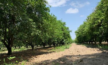 VENTA RANCHO CITRICOLA EN CADEREYTA