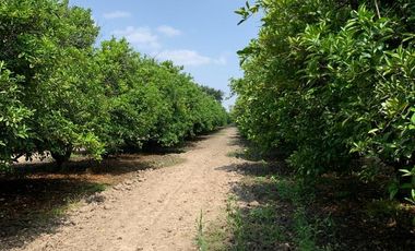 VENTA RANCHO CITRICOLA EN CADEREYTA