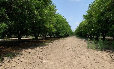 VENTA RANCHO CITRICOLA EN CADEREYTA