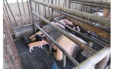 VENDO CASA FINCA IDEAL PARA GANADERA, PORCINOCULTURA O AGRICULTURA