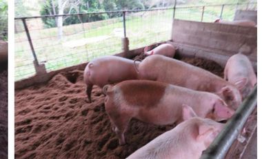 VENDO CASA FINCA IDEAL PARA GANADERA, PORCINOCULTURA O AGRICULTURA