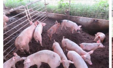 VENDO CASA FINCA IDEAL PARA GANADERA, PORCINOCULTURA O AGRICULTURA