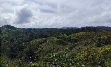 Se Vende Finca de 170 Hectáreas en Capira-Cacao