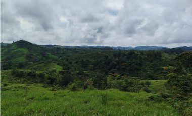Se Vende Finca de 170 Hectáreas en Capira-Cacao