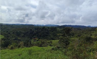 Se Vende Finca de 170 Hectáreas en Capira-Cacao