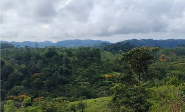 Se Vende Finca de 170 Hectáreas en Capira-Cacao