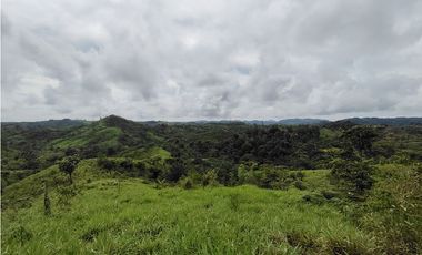 Se Vende Finca de 170 Hectáreas en Capira-Cacao