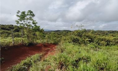 Se Vende Finca de 170 Hectáreas en Capira-Cacao
