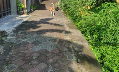 Leasehold - Rare Opportunity! 10 Are Land in prime area, Canggu, Bali