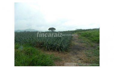 Finca Producción en venta en vía a timba 1182780