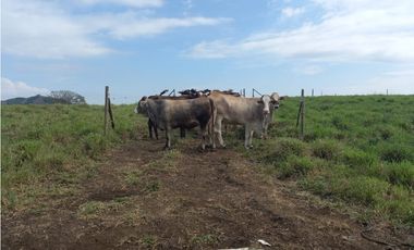 Finca Producción en venta en vía a timba 1182780