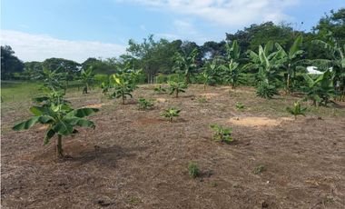 Finca Producción en venta en vía a timba 1182780