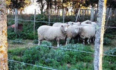 Campo en Venta de 78 Hectareas con casa en Miramar