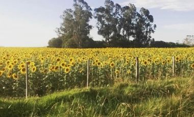 Campo en Venta de 78 Hectareas con casa en Miramar