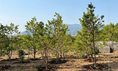 4.6 HECTÁREAS EN VENTA EN EL POBLADO EL RINCON, TEPIC, NAY (EL)