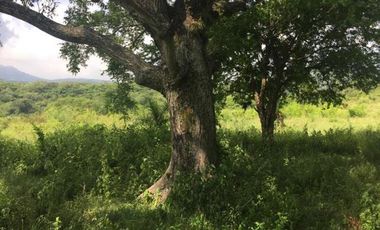 Rancho de 80 HECTAREAS CON ACCESO AL RÍO en venta en Alto Lucero. VERACRUZ, VER.