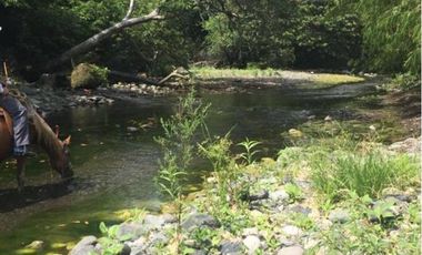 Rancho de 80 HECTAREAS CON ACCESO AL RÍO en venta en Alto Lucero. VERACRUZ, VER.