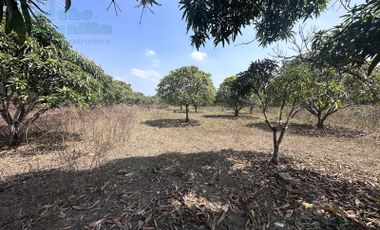 FINCA PRODUCTORA  EN VENTA CON SISTEMA DE RIEGO