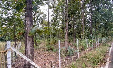 Land For Sale In Mae On
