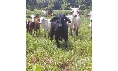 VENDO 60 HECTAREAS PARA GANADERIA