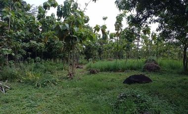 Tanah Kebun Cocok Untuk Tempat Wisata atau Resort Jalan Pangeran Kejaksan Sumber Cirebon