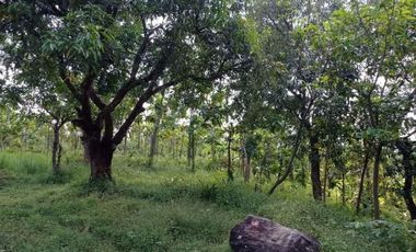 Tanah Kebun Cocok Untuk Tempat Wisata atau Resort Jalan Pangeran Kejaksan Sumber Cirebon