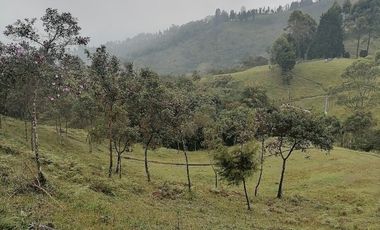 Venta finca Caldas Antioquia