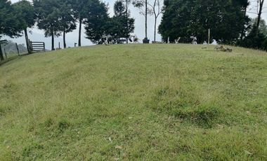 Venta finca Caldas Antioquia